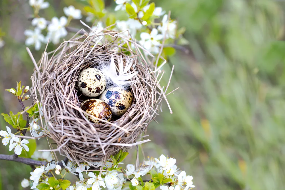 Nest mit Wachteleiern in blühenden Frühlingszweigen